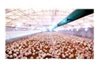 How to choose chicken raising equipment for chicken breeding