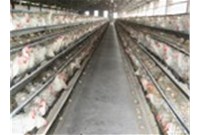 A cause of severe egg production decline in laying hens - duck derived chicken bacteria