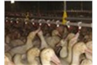 What to pay attention to when incubating duck eggs at high temperatures