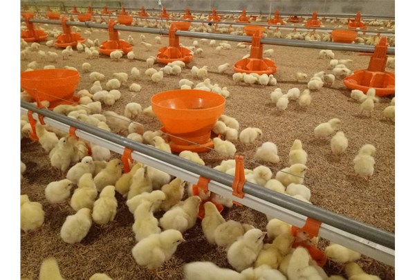 為肉雞的舒適設計通風和空氣流動