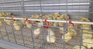 肉雞EPC項目