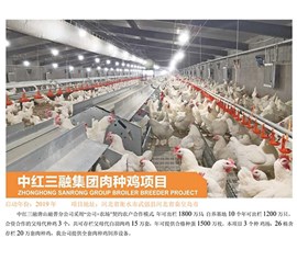 中紅三融集團肉種雞項目