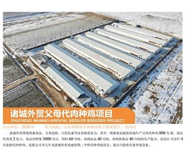 諸城外貿父母代肉種雞項目