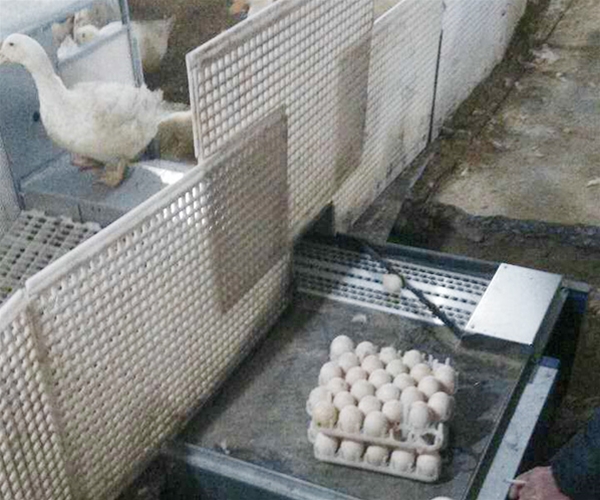 鴨用自動產蛋箱