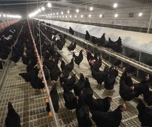 新疆項目