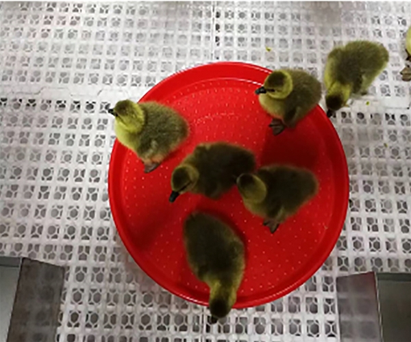 鴨用開食盤